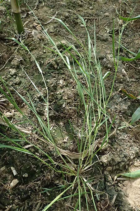 Panicum gilvum \ Zur�ckgezogene Rispen-Hirse / Yellow Millet, NL Nijswiller 30.8.2026