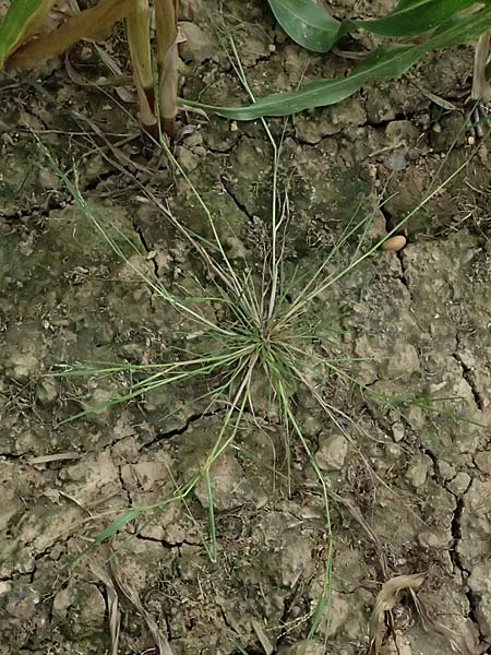 Panicum gilvum \ Zur�ckgezogene Rispen-Hirse / Yellow Millet, NL Nijswiller 30.8.2026