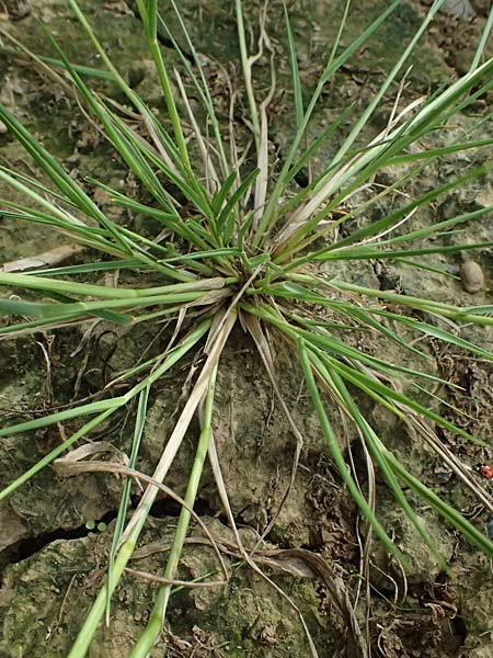 Panicum gilvum \ Zur�ckgezogene Rispen-Hirse / Yellow Millet, NL Nijswiller 30.8.2026