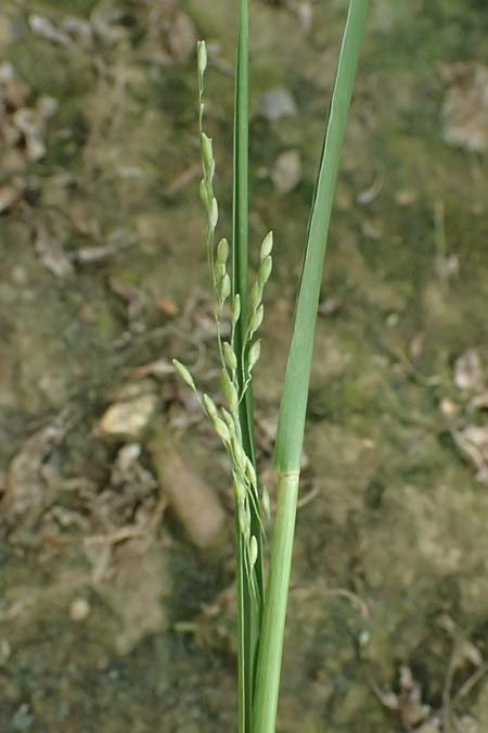 Panicum gilvum \ Zur�ckgezogene Rispen-Hirse / Yellow Millet, NL Nijswiller 30.8.2026