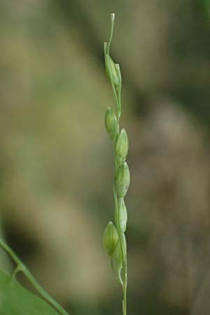 Panicum gilvum \ Zur�ckgezogene Rispen-Hirse / Yellow Millet, NL Nijswiller 30.8.2026
