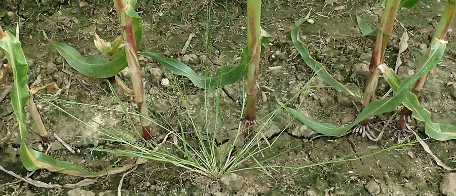 Panicum gilvum \ Zur�ckgezogene Rispen-Hirse / Yellow Millet, NL Nijswiller 30.8.2026