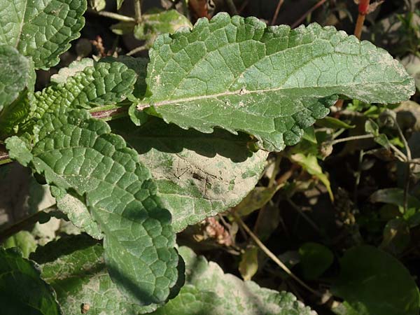 Scrophularia auriculata \ Wasser-Braunwurz, NL Zuid-Limburg, Meers 6.10.2018