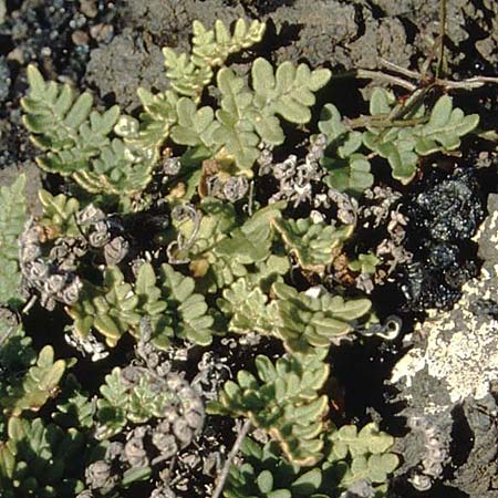Paragymnopteris marantae \ Marantas Schuppenfarn / Maranta's Lip Fern, La Palma Roque Teneguia 19.3.1996
