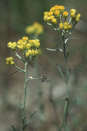 Helichrysum arenarium / Yellow Everlasting Daisy, PL Augustow 30.7.2005