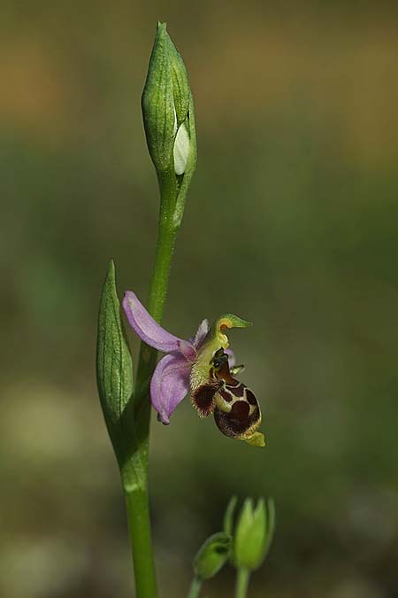 Ophrys beirana \ Beira-Ragwurz / Beira Bee Orchid, P  Pombal 18.4.2023 (Photo: Helmut Presser)