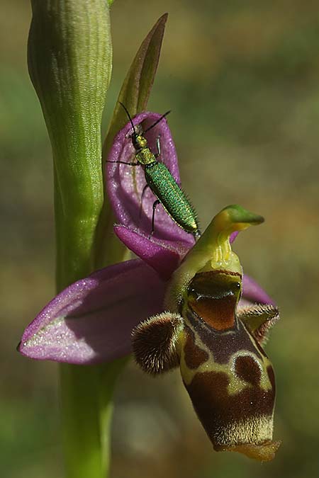 Ophrys beirana \ Beira-Ragwurz / Beira Bee Orchid, P  Pombal 18.4.2023 (Photo: Helmut Presser)