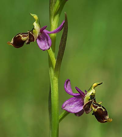Ophrys beirana \ Beira-Ragwurz / Beira Bee Orchid, P  Pombal 18.4.2023 (Photo: Helmut Presser)