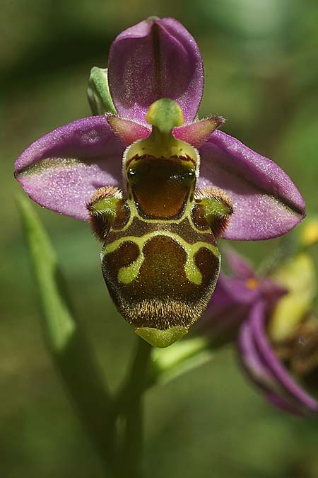Ophrys beirana \ Beira-Ragwurz / Beira Bee Orchid, P  Pombal 18.4.2023 (Photo: Helmut Presser)