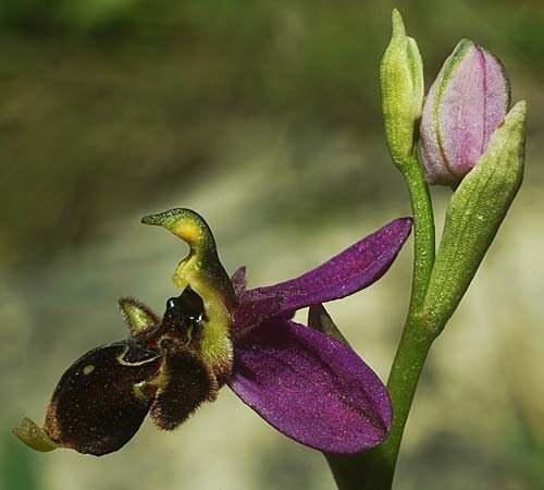 Ophrys beirana \ Beira-Ragwurz / Beira Bee Orchid, P  Pombal 18.4.2023 (Photo: Helmut Presser)