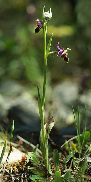 Ophrys beirana \ Beira-Ragwurz / Beira Bee Orchid, P  Pombal 18.4.2023 (Photo: Helmut Presser)