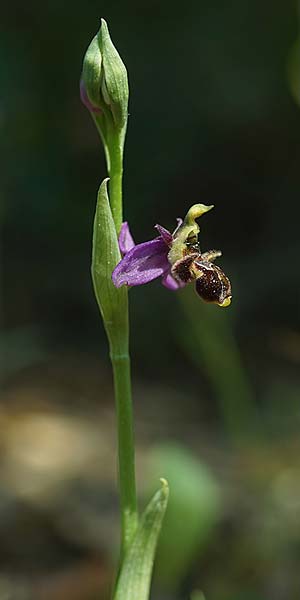 Ophrys beirana \ Beira-Ragwurz / Beira Bee Orchid, P  Pombal 18.4.2023 (Photo: Helmut Presser)