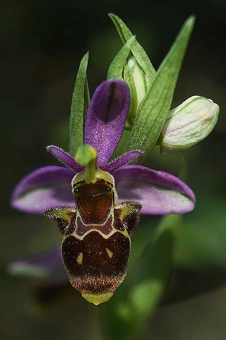 Ophrys beirana \ Beira-Ragwurz / Beira Bee Orchid, P  Pombal 18.4.2023 (Photo: Helmut Presser)