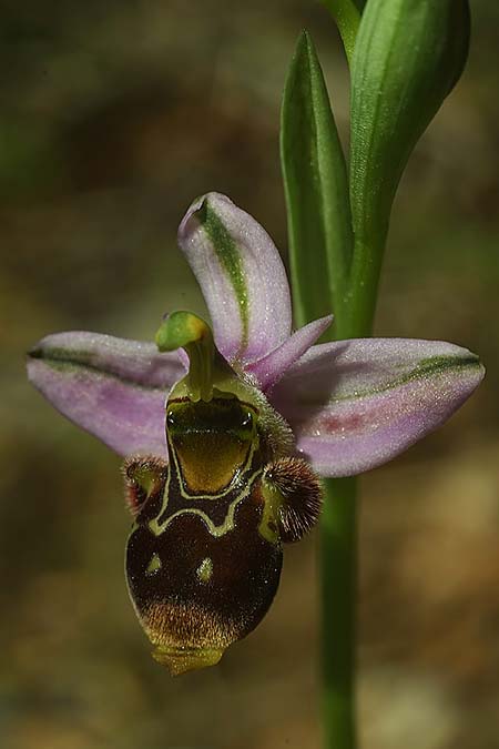 Ophrys beirana \ Beira-Ragwurz / Beira Bee Orchid, P  Pombal 18.4.2023 (Photo: Helmut Presser)