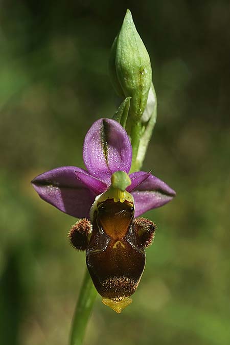 Ophrys beirana \ Beira-Ragwurz / Beira Bee Orchid, P  Pombal 18.4.2023 (Photo: Helmut Presser)