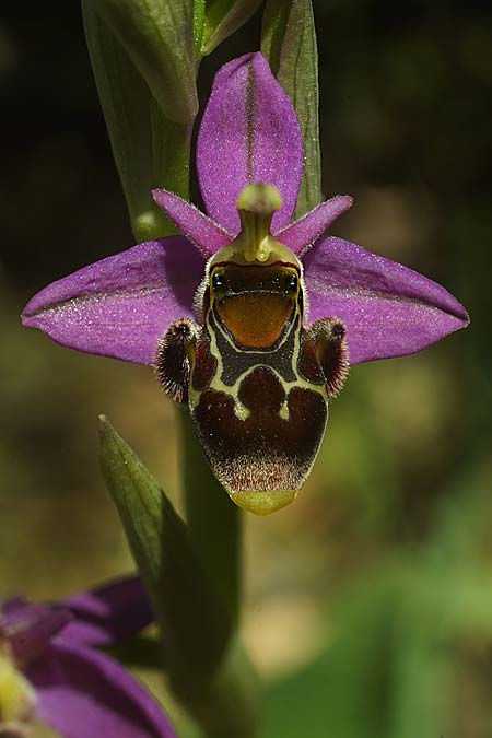 Ophrys beirana \ Beira-Ragwurz / Beira Bee Orchid, P  Pombal 18.4.2023 (Photo: Helmut Presser)