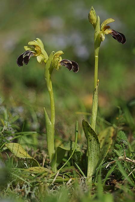 Ophrys lenae \ Lena-Ragwurz, P  Alcobertas 22.3.2023 (Photo: Helmut Presser)