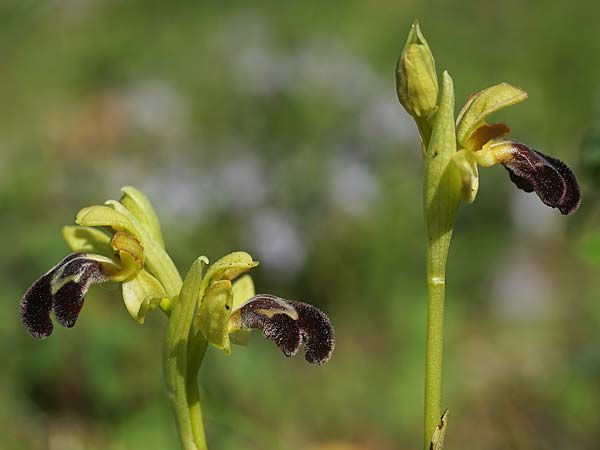 Ophrys lenae \ Lena-Ragwurz, P  Alcobertas 22.3.2023 (Photo: Helmut Presser)
