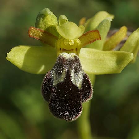 Ophrys lenae \ Lena-Ragwurz, P  Alcobertas 22.3.2023 (Photo: Helmut Presser)