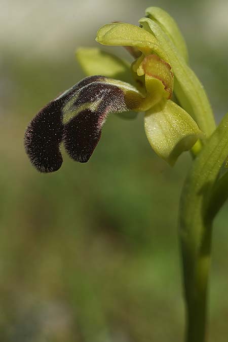 Ophrys lenae \ Lena-Ragwurz, P  Alcobertas 22.3.2023 (Photo: Helmut Presser)
