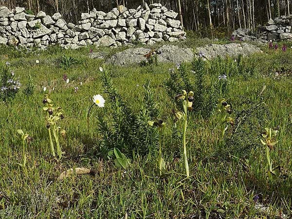 Ophrys lenae \ Lena-Ragwurz, P  Alcobertas 22.3.2023 (Photo: Helmut Presser)