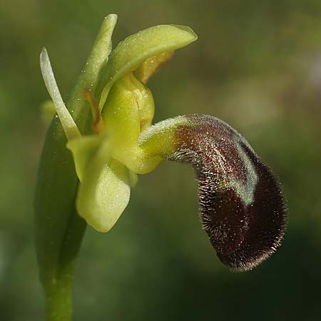 Ophrys lenae \ Lena-Ragwurz, P  Alcobertas 22.3.2023 (Photo: Helmut Presser)