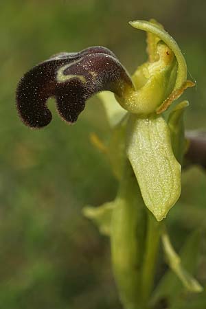 Ophrys lenae \ Lena-Ragwurz, P  Alcobertas 22.3.2023 (Photo: Helmut Presser)