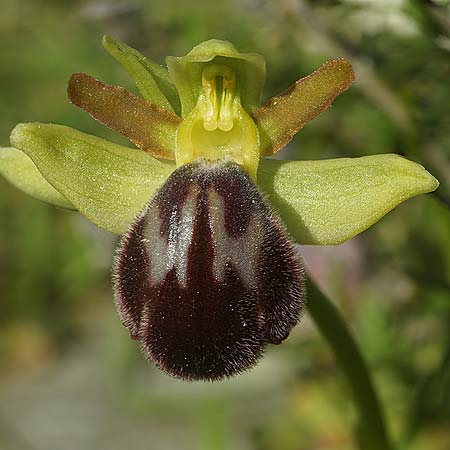 Ophrys lenae \ Lena-Ragwurz, P  Alcobertas 22.3.2023 (Photo: Helmut Presser)