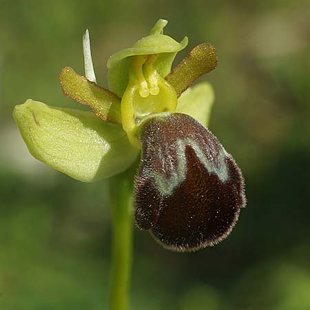 Ophrys lenae \ Lena-Ragwurz, P  Alcobertas 22.3.2023 (Photo: Helmut Presser)