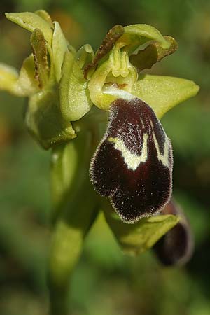 Ophrys lenae \ Lena-Ragwurz, P  Alcobertas 22.3.2023 (Photo: Helmut Presser)