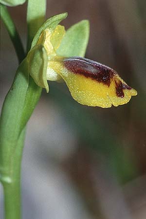 Ophrys quarteirae \ Quarteira-Ragwurz, P  Algarve Paderne 26.3.2002 