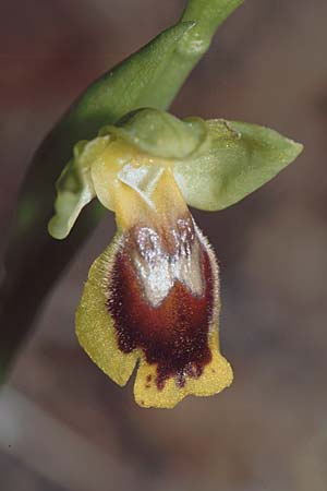Ophrys quarteirae \ Quarteira-Ragwurz, P  Algarve Paderne 26.3.2002 