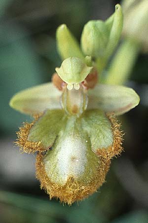 Ophrys speculum farbvariante_color-variant \ Spiegel-Ragwurz / Mirror Orchid, P  Coimbra 23.4.1988 