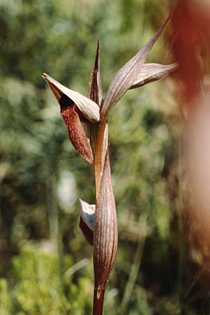 Serapias strictiflora / Upright Serapias, P  Alentejo 25.4.1988 