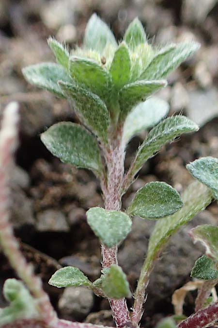 Alyssum strigosum \ Schlankes Steinkraut / Slender Alison, Rhodos Moni Artamiti 16.3.2023