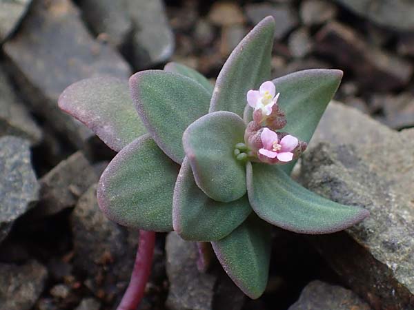 Aethionema arabicum \ Arabisches Steintschel / Arabian Candytuft, Rhodos Moni Artamiti 16.3.2023