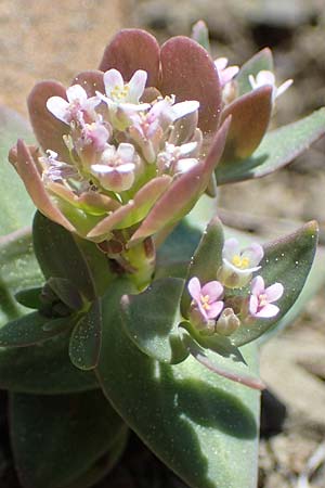 Aethionema arabicum \ Arabisches Steintschel / Arabian Candytuft, Rhodos Moni Artamiti 27.3.2023