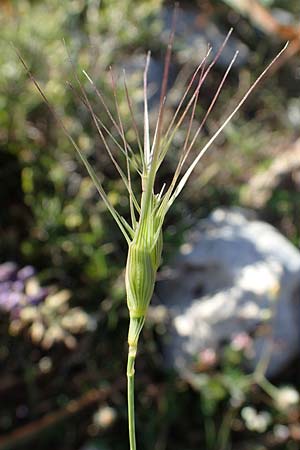 Aegilops biuncialis \ Zweizoll-Walch, Rhodos Lindos 20.3.2023