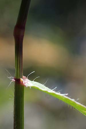Aegilops biuncialis \ Zweizoll-Walch, Rhodos Lindos 20.3.2023