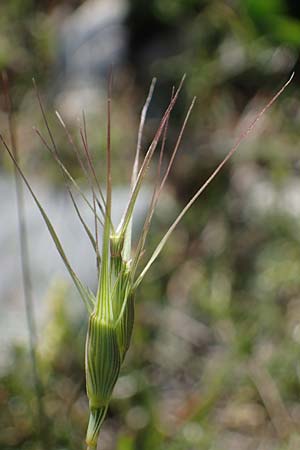 Aegilops biuncialis \ Zweizoll-Walch, Rhodos Lindos 20.3.2023