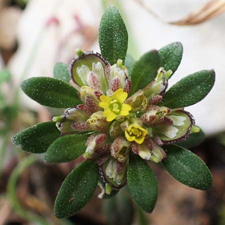 Alyssum foliosum \ Beblttertes Steinkraut / Leafy Alison, Rhodos Attaviros 23.3.2023