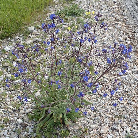 Anchusa azurea \ Italienische Ochsenzunge / Italian Bugloss, Rhodos Gennadi 1.4.2019