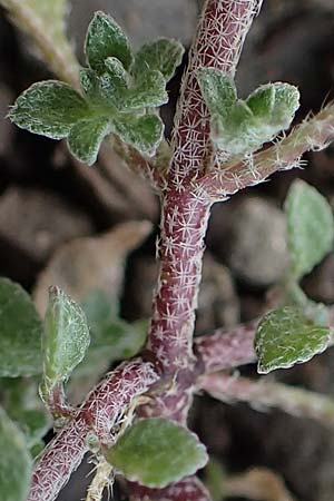 Alyssum strigosum \ Schlankes Steinkraut / Slender Alison, Rhodos Moni Artamiti 16.3.2023