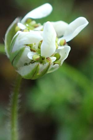 Scandix australis subsp. grandiflora \ Grobltiger Sdlicher Venuskamm / Southern Shepherd's Needle, Rhodos Profitis Ilias 2.4.2019