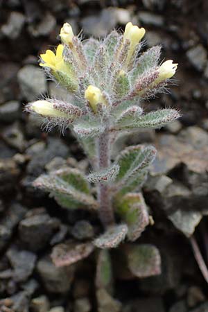 Alyssum pogonocarpum \ Rhodisches Steinkraut, Bartfrchtiges Steinkraut / Rhodian Alyssum, Beard-Fruited Alison, Rhodos Moni Artamiti 16.3.2023