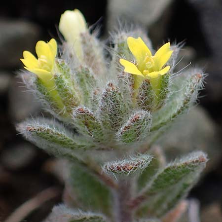 Alyssum pogonocarpum \ Rhodisches Steinkraut, Bartfrchtiges Steinkraut / Rhodian Alyssum, Beard-Fruited Alison, Rhodos Moni Artamiti 16.3.2023