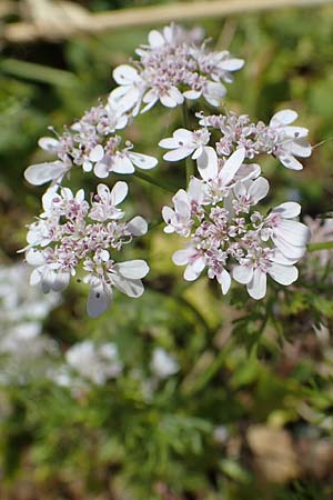 Scandix pecten-veneris \ Echter Venuskamm / Shepherd's Needle, Rhodos Kolymbia 18.3.2023