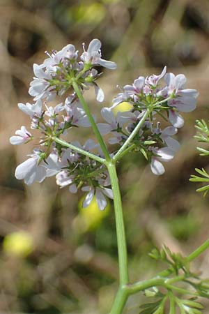 Scandix pecten-veneris \ Echter Venuskamm / Shepherd's Needle, Rhodos Kolymbia 18.3.2023