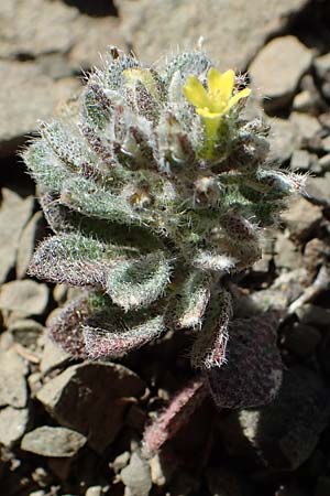 Alyssum pogonocarpum \ Rhodisches Steinkraut, Bartfrchtiges Steinkraut / Rhodian Alyssum, Beard-Fruited Alison, Rhodos Moni Artamiti 27.3.2023