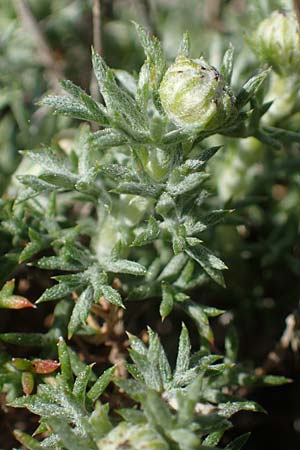 Anthemis rhodensis / Rhodian Chamomile, Rhodos Moni Artamiti 27.3.2023
